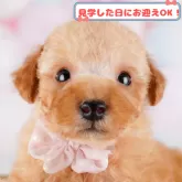 トイプードル(トイ)