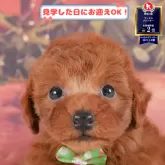 トイプードル(トイ)