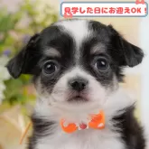 チワワ(ロング)