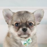 チワワ(ロング)