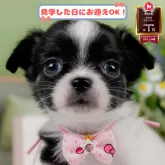 チワワ(ロング)