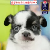 チワワ(ロング)