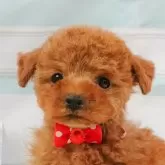 タイニープードル