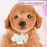 トイプードル(トイ)