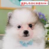 ポメラニアン