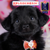 チワプー(チワワ×トイプードル)