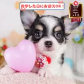 チワワ(ロング)