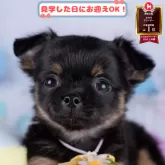 チワワ(ロング)