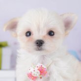 チワマル(マルチーズ×チワワ)