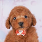 トイプードル(トイ)