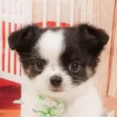 チワワ(ロング)
