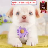 チワワ(ロング)