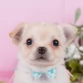 チワワ(ロング)