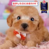 トイプードル(トイ)