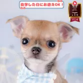 チワワ(スムース)