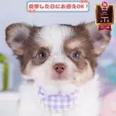 チワワ(ロング)