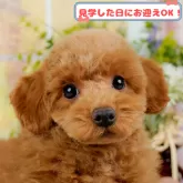 トイプードル(トイ)