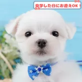 マルチーズ