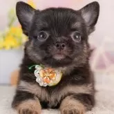 チワワ(ロング)