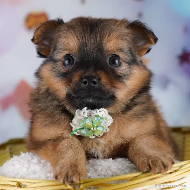 チワポメ(ポメラニアン×チワワ)【神奈川県・女の子・2025年9月9日