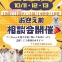 チワワ(スムース)【神奈川県・女の子・2025年7月24日・フォーン】の写真2「🐶10/11〜13開催🐾 初めてさん大歓迎！なんでも相談OKです🌈」