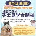 トイプードル(トイ)【神奈川県・女の子・2025年6月17日・レッド】の写真2「11/1・2(土日)連続開催🎉お迎えベストシーズンのこの秋に！🍂見学会に来てください💛」