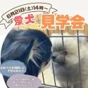 トイプードル(トイ)【神奈川県・女の子・2025年3月6日・レッド】の写真2「6/21(土)は「愛犬と一緒に見学会」開催！相性チェックもできる、安心のわんちゃん見学会🐾」