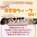 トイプードル(トイ)【神奈川県・女の子・2025年5月1日・レッド】の写真2「シルバーW4日間✨9/20〜23は相談付見学会開催！運命の子との出会いを安心サポート🍁」