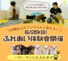 チワワ(ロング)【神奈川県・男の子・2025年4月1日・クリーム】の写真2「迎える前の不安、まるごと相談できる“体験会”開催🐾」