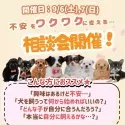 チワワ(ロング)【神奈川県・男の子・2025年4月30日・ブルータン&ホワイト】の写真2「不安をワクワクに☀️ 9/6・7限定わんちゃん相談会」