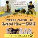 チワワ(ロング)【神奈川県・男の子・2025年4月30日・ブルータン&ホワイト】の写真2「わんちゃんと一緒に過ごす、特別な出会い体験✨」