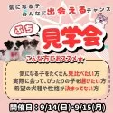 チワワ(ロング)【神奈川県・男の子・2025年3月16日・ブラックタン&ホワイト】の写真2「🐶🍂20頭以上が参加🍀見て・抱っこして・比べて選べる♪ ぷち見学会開催🎉」