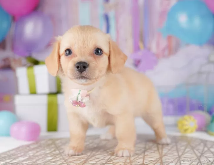かわいいこいぬさん　クド　SP ヴァイスシュバルツ かわいいこいぬさん クド sp psa10 リトバス