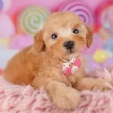 トイプードル(トイ)【神奈川県・男の子・2025年9月18日・レッド】の写真3「トイレや噛み癖、社会化などお迎え後にお家に馴染みやすいよう、全頭トレーニングをしています！🌟」