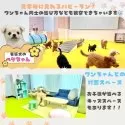 チワワ(ロング)【神奈川県・女の子・2024年12月21日・ブラックタン&ホワイト】の写真9「🧸普段の様子を見ながらゆっくり見学🥎普段の生活やパピーランでの仔犬同士の遊び方も観察できます🎶」