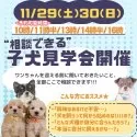 チワポメ(ポメラニアン×チワワ)【神奈川県・女の子・2025年9月9日・フォーン】の写真3「🐶🐾11/29・30(土日)🐶相談もできる特別見学会開催」