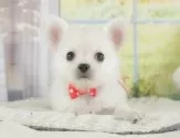 チワワ(ロング)【神奈川県・男の子・2025年7月6日・ホワイト】の写真5「🐾兄弟犬や他の子も一緒に見学可能です🐾」