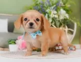 チワックス(チワワ×ダックスフンド)【神奈川県・女の子・2025年3月30日・イエロー】の写真5「🐾兄弟犬や他の子も一緒に見学可能です🐾」