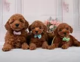 トイプードル(トイ)【神奈川県・男の子・2025年3月14日・レッド】の写真5「🐾兄弟犬や他の子も一緒に見学可能です🐾」