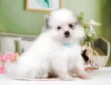 ポメラニアン【神奈川県・男の子・2025年3月11日・パーティー】の写真5「🐾兄弟犬や他の子も一緒に見学可能です🐾」