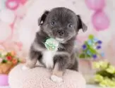 チワワ(ロング)【神奈川県・男の子・2025年4月30日・ブルータン&ホワイト】の写真4「🐾兄弟犬や他の子も一緒に見学可能です🐾」