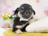 チワワ(ロング)【神奈川県・男の子・2025年4月1日・ブラック&タン】の写真5「🐾兄弟犬や他の子も一緒に見学可能です🐾」