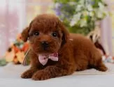 トイプードル(トイ)【神奈川県・女の子・2025年6月17日・レッド】の写真5「🐾兄弟犬や他の子も一緒に見学可能です🐾」