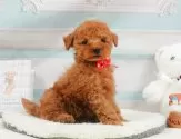 タイニープードル【神奈川県・男の子・2025年4月24日・レッド】の写真4「🐾兄弟犬や他の子も一緒に見学可能です🐾」