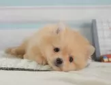 ポメラニアン【神奈川県・男の子・2025年6月25日・クリーム】の写真5「🐾兄弟犬や他の子も一緒に見学可能です🐾」
