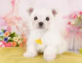チワマル(マルチーズ×チワワ)【神奈川県・女の子・2025年3月29日・クリーム】の写真5「🐾兄弟犬や他の子も一緒に見学可能です🐾」