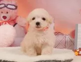 マルプー(マルチーズ×トイプードル)【神奈川県・男の子・2025年3月27日・クリーム】の写真4「🐾兄弟犬や他の子も一緒に見学可能です🐾」