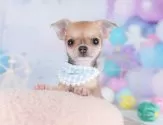 チワワ(スムース)【神奈川県・女の子・2025年7月24日・フォーン】の写真4「🐾兄弟犬や他の子も一緒に見学可能です🐾」
