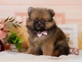ポメラニアン【神奈川県・女の子・2025年5月12日・オレンジセーブル】の写真4「🐾兄弟犬や他の子も一緒に見学可能です🐾」