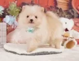 ポメラニアン【神奈川県・男の子・2025年1月6日・クリーム】の写真5「🐾兄弟犬や他の子も一緒に見学可能です🐾」